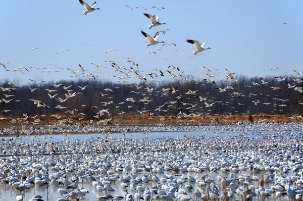 Snow Geese Migration Pendant Migration Printanière Grandes Volées Oies Des — Photo
