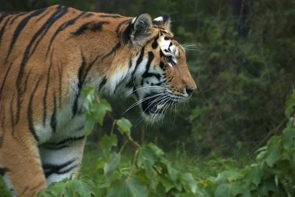 Portret Tygrysa Zielonym Lesie — Zdjęcie stockowe
