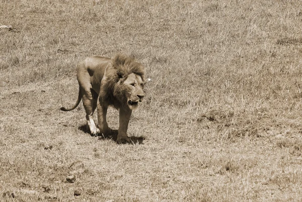 Tigre Caminando Sabana Día Soleado —  Fotos de Stock