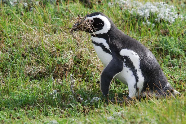 Magellán Pingvinek Sphenisciformes Rend Spheniscidae Család Vízi Madarak Egy Csoportja — Stock Fotó