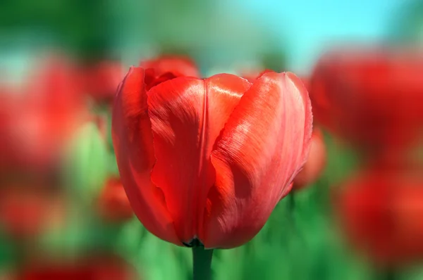 Krásná Tulipán Květina Zahradě — Stock fotografie