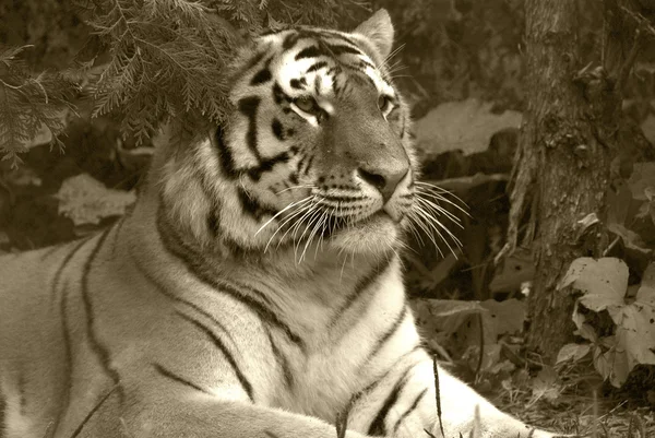 Tigris Panthera Tigris Tagja Felidae Családnak Négy Nagymacska Közül Legnagyobb — Stock Fotó