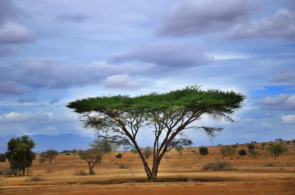 Blick Über Eine Afrikanische Ebene Kenia Amboseli Naturpark — Stockfoto