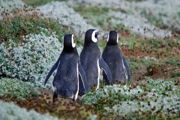 Magellan Penguins Ordning Sphenisciformes Familj Spheniscidae Grupp Vattenlevande Flyglösa Fåglar — Stockfoto