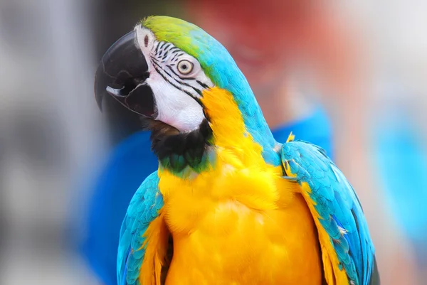 Blue Yellow Macaw Ara Ararauna Also Known Blue Gold Macaw — Stock Photo, Image