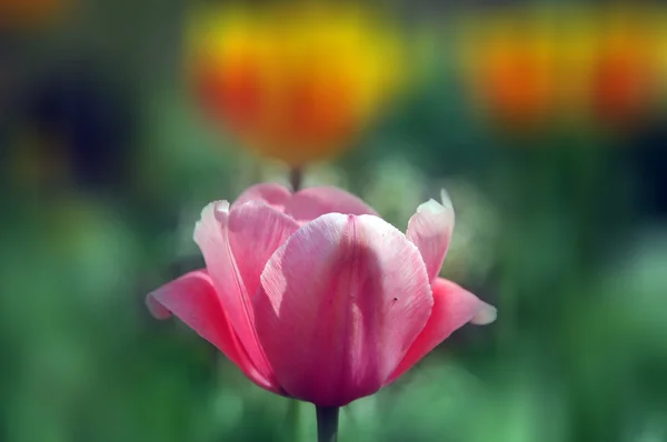Красивый Цветок Тюльпана Саду — стоковое фото