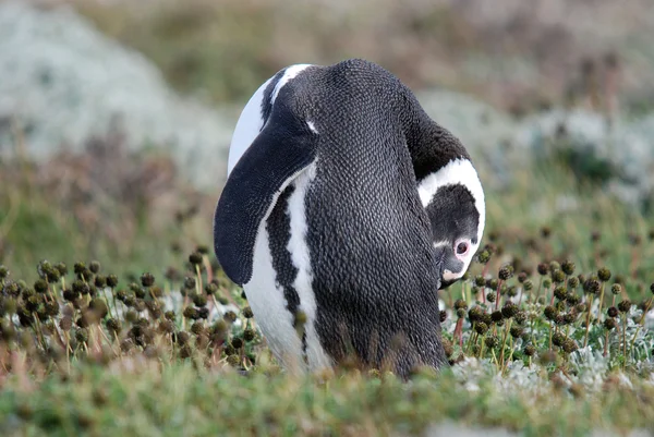 Magellan Penguins Порядка Sphenisciformes Семейство Spheniscidae Группа Водных Бесполетных Птиц — стоковое фото