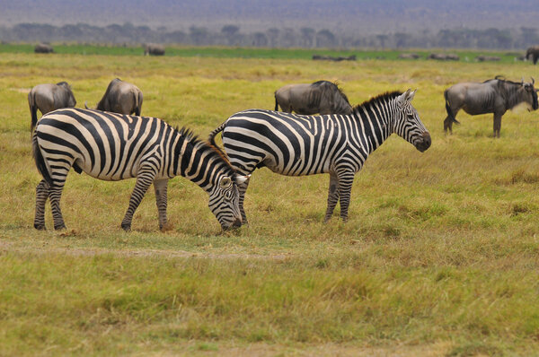 Fighting Zebras with Elephants in the background in Amboseli National Park, Kenya