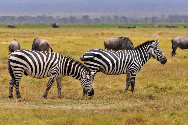 Zebras Serengeti Tanzanie Serengeti Hostí Největší Migraci Savců Světě Což — Stock fotografie