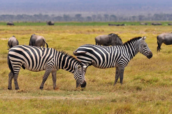 Zebras Serengeti Tanzania Serengeti Ospita Più Grande Migrazione Mammiferi Del — Foto Stock