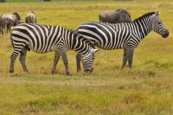 Zebras Serengeti坦桑尼亚 塞伦盖蒂是世界上最大的哺乳动物迁徙之地 也是世界上十大自然旅行奇观之一 — 图库照片