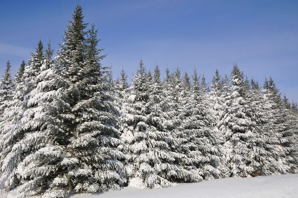 Fir tree row after snow storm in Quebec Canada