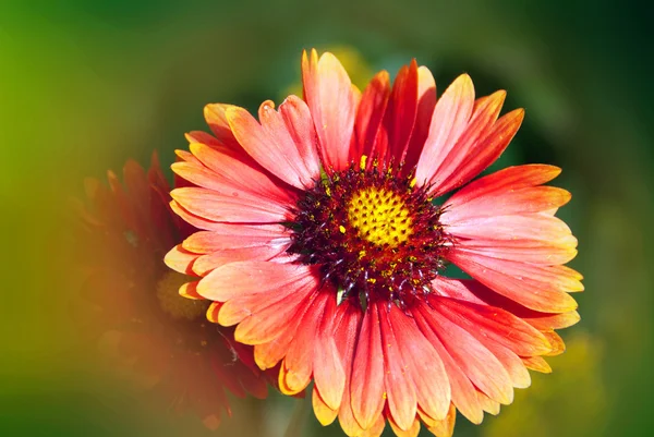 金银花 Gaillardia Pulchella 又名金银花 Gaillardia Pulchella 是北美一种短寿的多年生或一年生的向日葵植物 — 图库照片