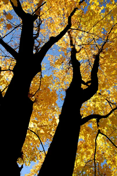 Барвисті Дерева Сонячному Осінньому Парку — стокове фото