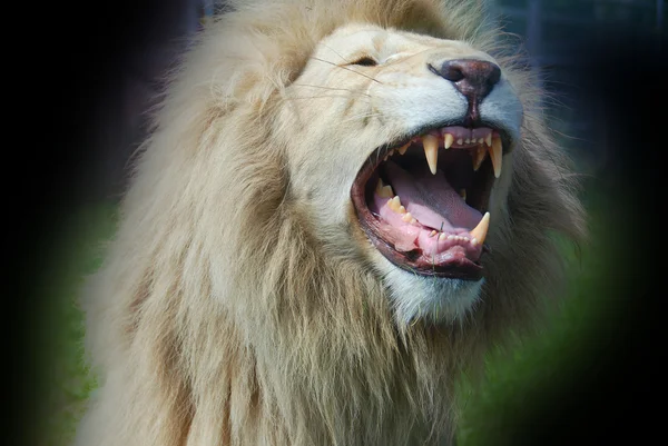 白いライオンは南アフリカの野生動物保護区で時折見られ ライオンのクルーガー亜種 Panthera Leo Krugeri のまれな色の変異です — ストック写真