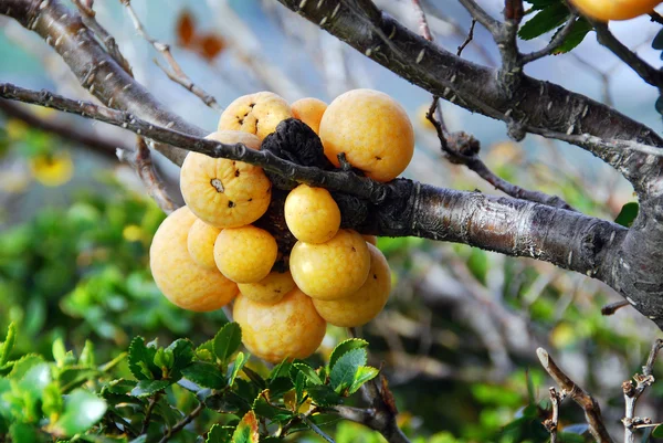 Zralé Žluté Plody Stromě — Stock fotografie