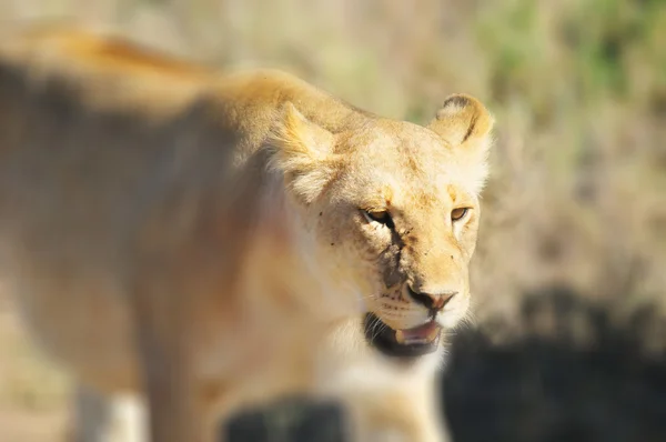 セレンゲティのライオンは 世界の10の自然の旅行の驚異の一つである世界最大の哺乳類の移行をホストしています タンザニア北部に位置し ケニア南西部まで広がっています — ストック写真