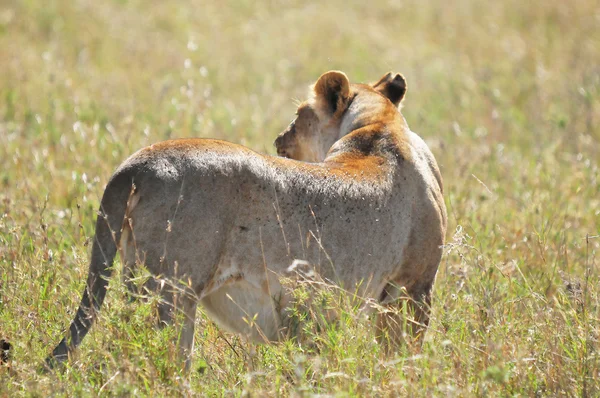 세렝게티에 사자는 세계에서 포유류 있는데 은세계의 하나입니다 탄자니아 북부에 위치하며 — 스톡 사진