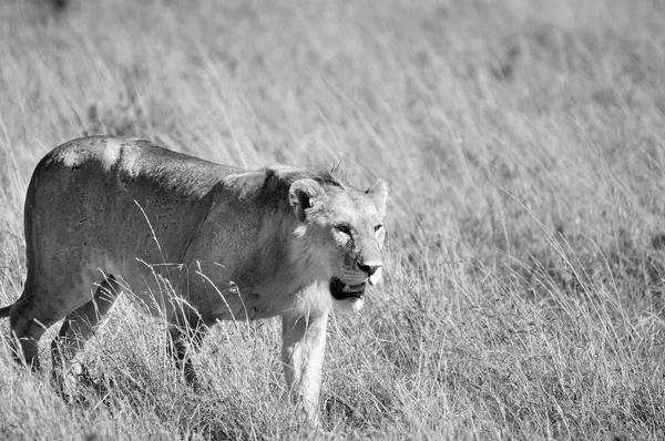 Der Löwe Der Serengeti Beherbergt Die Größte Säugetierwanderung Der Welt — Stockfoto