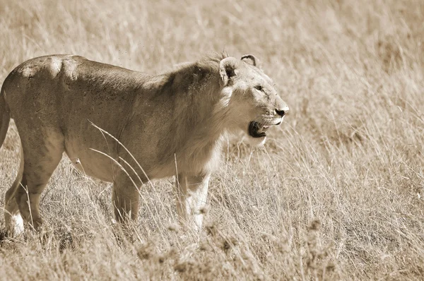 Lion Serengeti Accueille Grande Migration Mammifères Monde Qui Est Une — Photo