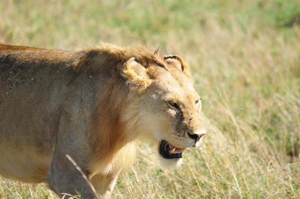 León Serengeti Alberga Mayor Migración Mamíferos Mundo Que Una Las —  Fotos de Stock