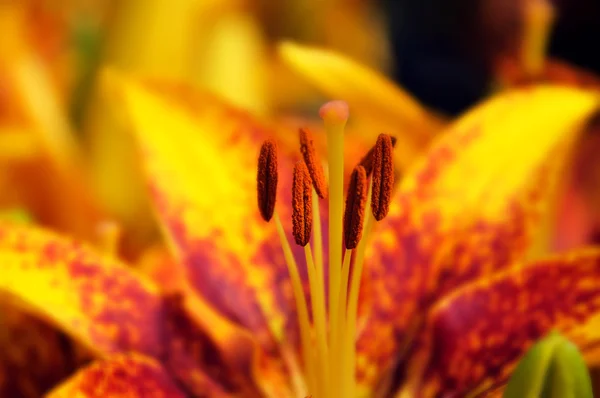 Lilie Nebo Lilium Rod Bylinných Kvetoucích Rostlin Vyrůstajících Cibulí Většina — Stock fotografie