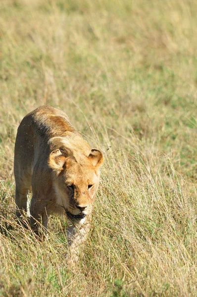 Lion Serengeti Hosts Largest Mammal Migration World Which One Ten — Stock Photo, Image