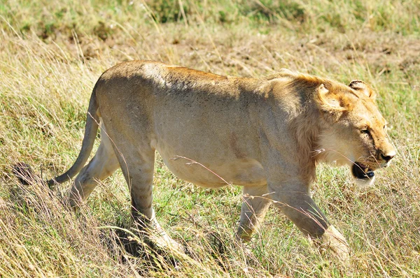 セレンゲティのライオンは 世界の10の自然の旅行の驚異の一つである世界最大の哺乳類の移行をホストしています タンザニア北部に位置し ケニア南西部まで広がっています — ストック写真