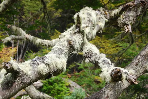 野生の森の倒木 — ストック写真