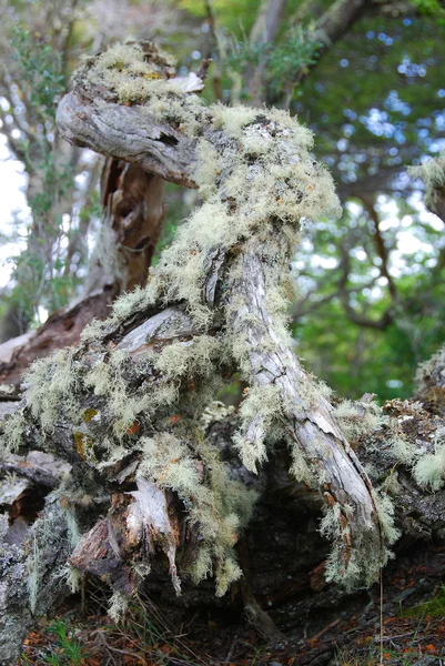 Arbres Tombés Dans Forêt Sauvage — Photo