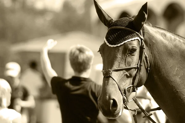 Bromont Kanada Juli Unbekannter Reiter Auf Einem Pferd Jahr 2011 — Stockfoto