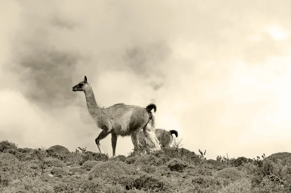 Guanacoes Lama Guanicoe Patagonia Torres Del Paine Nama Guanaco Berasal — Stok Foto