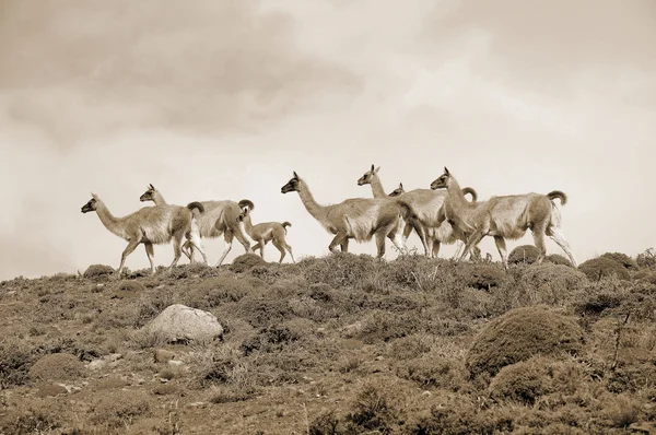 Guanacos Lama Guanicoe Patagonien Torres Del Paine Der Name Guanaco — Stockfoto