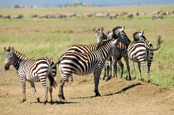 安博塞利国家公园 前Maasai Amboseli野生动物保护区 的斑马位于肯尼亚裂谷省Kajiado区 跨越肯尼亚 坦桑尼亚边界的生态系统 — 图库照片