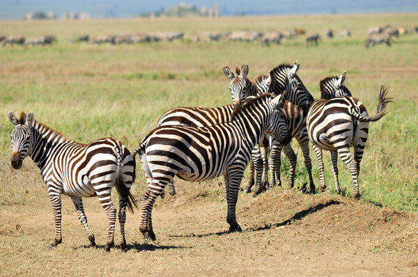 Zebras at Amboseli National Park, formerly Maasai Amboseli Game Reserve, is in Kajiado District, Rift Valley Province in Kenya. The ecosystem that spreads across the Kenya-Tanzania border.