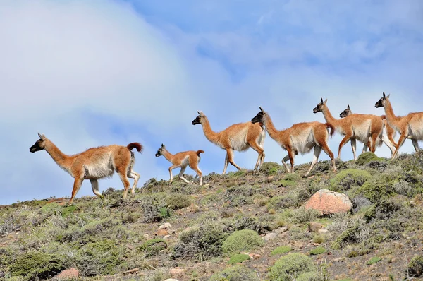 Guanacoes Lama Guanicoe Patagonia Torres Del Paine Nombre Guanaco Proviene — Foto de Stock