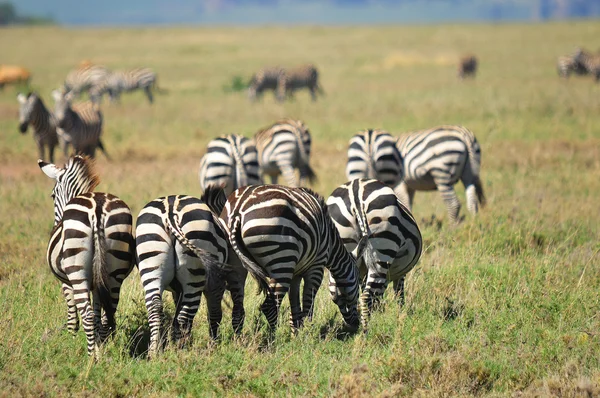 Zebras Parque Nacional Amboseli Anteriormente Maasai Amboseli Game Reserve Está — Fotografia de Stock