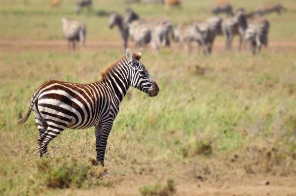 Zebras Parque Nacional Amboseli Anteriormente Maasai Amboseli Game Reserve Está — Fotografia de Stock