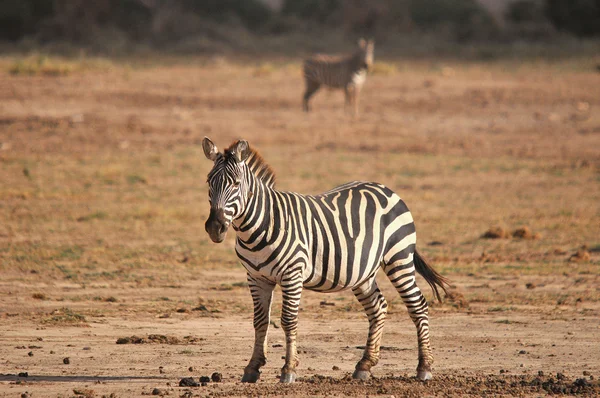 Zebras Parque Nacional Amboseli Anteriormente Maasai Amboseli Game Reserve Está — Fotografia de Stock
