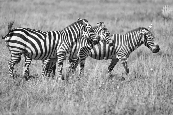 Кения Национальный Парк Найроби Группа Зебрас Film Scan — стоковое фото