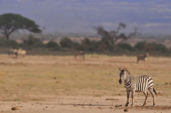 Zebras Parque Nacional Amboseli Anteriormente Maasai Amboseli Game Reserve Está — Fotografia de Stock