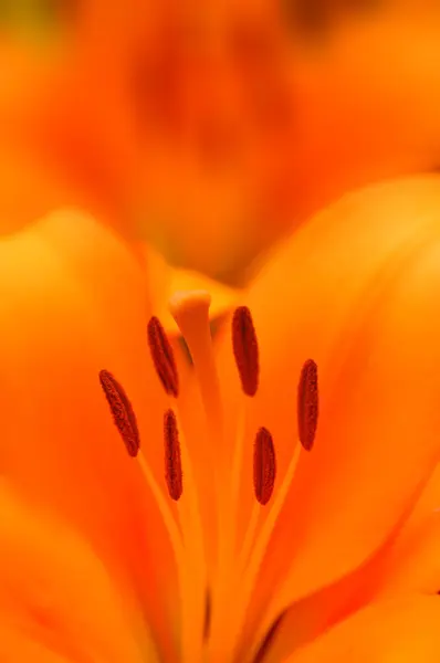 Lilie Nebo Lilium Rod Bylinných Kvetoucích Rostlin Vyrůstajících Cibulí Většina — Stock fotografie