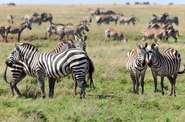 Zebras Amboseli National Park Formerly Maasai Amboseli Game Reserve Kajiado — Stock Photo, Image