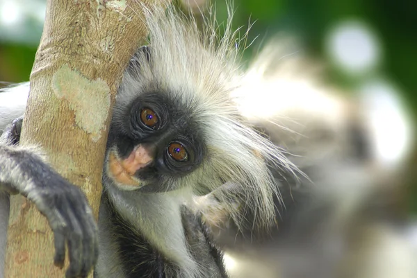close-up of a monkey in wild forest