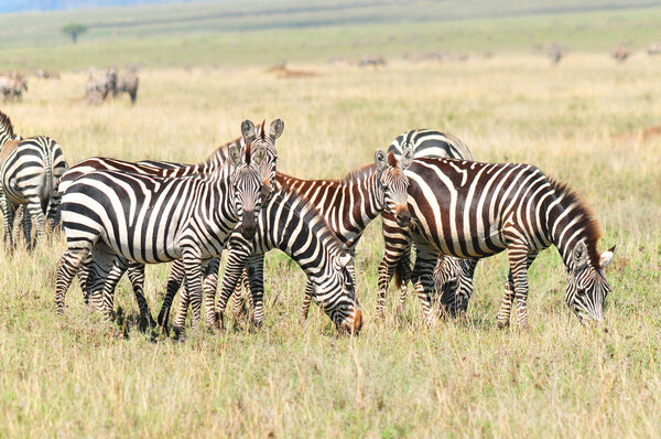 Zebras Serengeti Tanzania. The Serengeti hosts the largest mammal migration in the world, which is one of the ten natural travel wonders of the world.