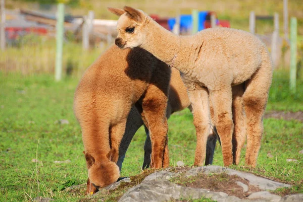 Alpaca Una Specie Addomesticata Camelide Sudamericano Assomiglia Piccolo Lama Apparenza — Foto Stock