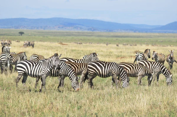 Zebras Serengeti Tanzania Serengeti Alberga Mayor Migración Mamíferos Mundo Que —  Fotos de Stock