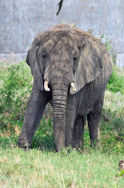 Elephant Serengeti Tanzanie Serengeti Accueille Importante Migration Mammifères Monde Qui — Photo