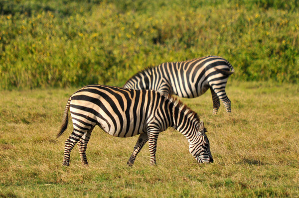 Zebras at Amboseli National Park, formerly Maasai Amboseli Game Reserve, is in Kajiado District, Rift Valley Province in Kenya. The ecosystem that spreads across the Kenya-Tanzania border.