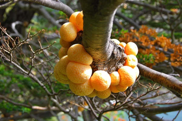 Frutta Matura Ramo Albero — Foto Stock